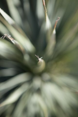 Illustration for article titled Shooting Challenge: Bokeh, Gallery 2